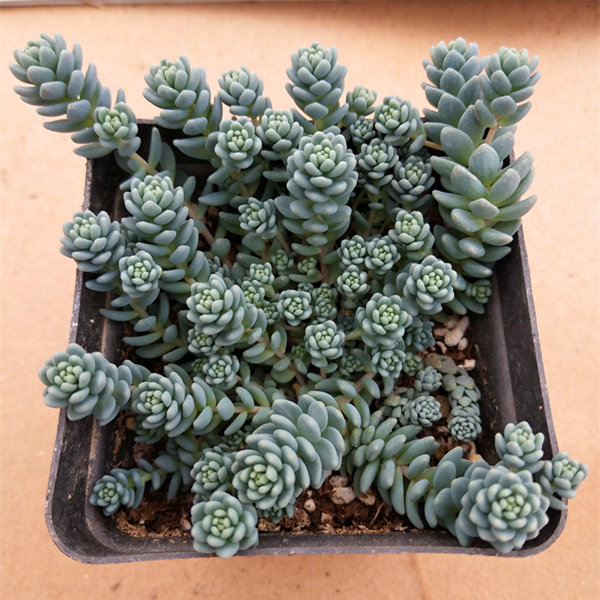 多肉植物旋叶姬星美人易爆盆群生多头带盆新手绿植防辐射护盆草