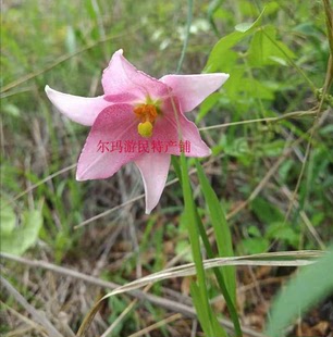玫瑰百合盆栽花卉满3球包邮
