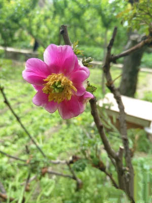 原生四川牡丹花包邮