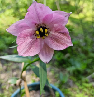繁殖少斑原生豹子百合满3球包邮