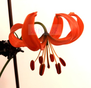 原生山丹百合不分品种满3球包邮