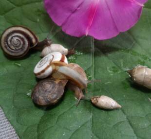 蜗牛活体宠物白玉蜗牛巨型大蜗牛宠物观赏学生科学实验教学小蜗牛