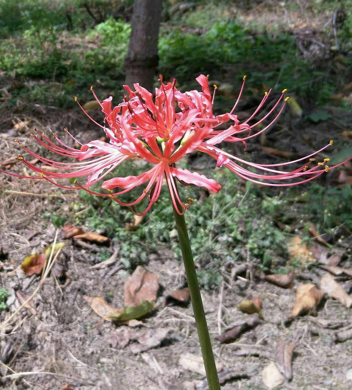 比岸花石蒜花品种对版
