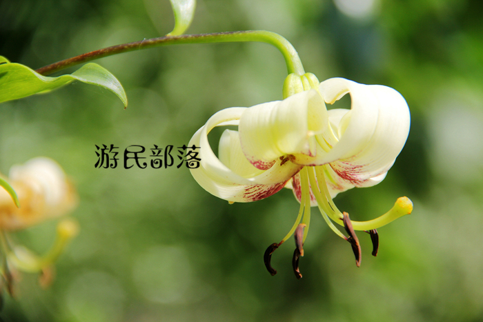 原生紫班百合盆栽花卉满3球包邮 鲜花速递/花卉仿真/绿植园艺 时令草本花卉 原图主图