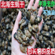 新货北海特产野生淡晒牡蛎干水产海鲜美食中大生蚝无抽油补锌佳品