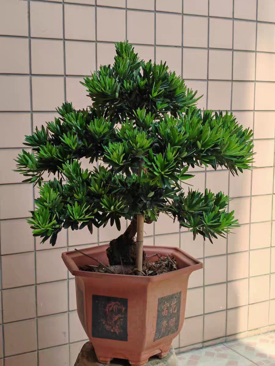 罗汉松盆景菊花心金钻黑珍珠造型老桩花卉高档盆栽庭院客厅办公区