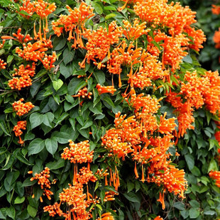 庭院植物鞭炮花苗 炮仗花苗爬藤花卉红爆竹花 炮仗花树苗阳台盆栽