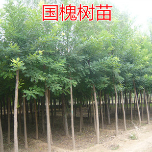 国槐树苗 国槐小苗国槐大苗庭院行道树国槐苗绿化苗南方北方种植