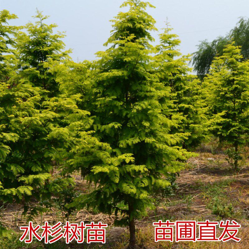 水杉树苗金叶水杉苗柳杉树苗工程苗绿化苗庭院园林绿化苗南方北方
