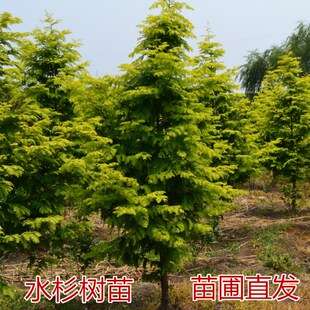 水杉树苗金叶水杉苗柳杉树苗工程苗绿化苗庭院园林绿化苗南方北方