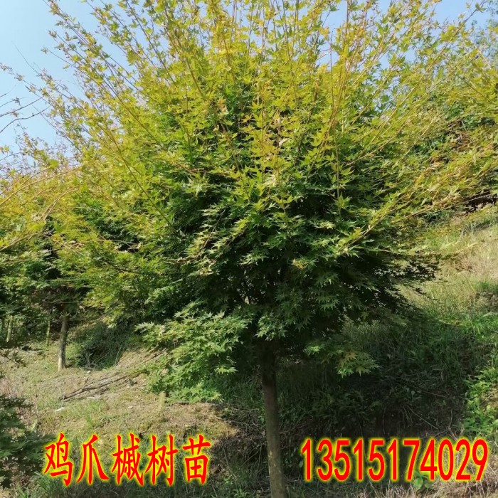 青枫树苗青枫小苗鸡爪槭树苗青枫苗红枫嫁接砧木绿化苗木庭院植物