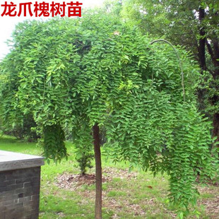 龙爪槐树苗 垂槐苗 庭院绿化苗南方北方都可种植国槐树苗大苗小苗
