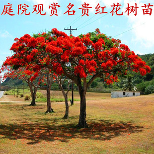 蓝花楹树苗 红花楹苗 凤凰木树苗 火树 庭院名贵绿化树盆栽地栽苗