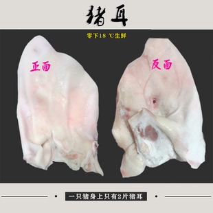 新鲜冷冻国产建兰人气小耳根猪耳朵卤菜店酒店商20斤整箱坏单包赔