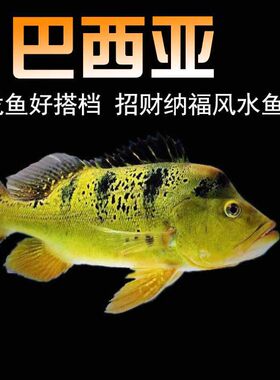 鱼热带鱼观赏鱼热带鱼
