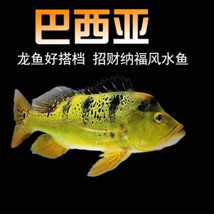 水族鱼缸黄金巴西亚金三间眼班帝王热带鱼观赏鱼龙鱼虎鱼混养搭配