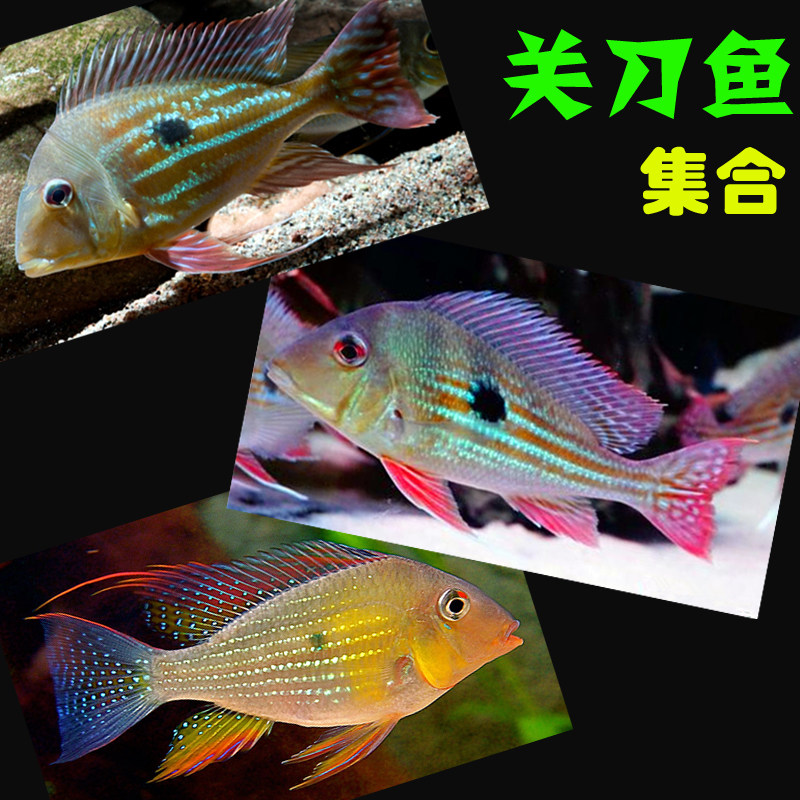 水族鱼缸元宝凤凰鱼热带鱼观赏鱼鱼