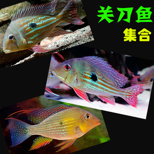 水族鱼缸元宝凤凰鱼热带鱼观赏鱼龙鱼虎鱼搭配混养杂食招财风水鱼