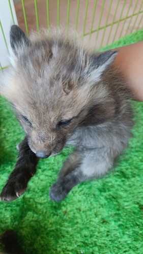 #宠物狐狸 合法养殖繁育非野生狐狸幼崽 带证出