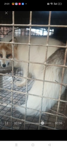 金花狐，客户专拍，成体活体，公母一对儿