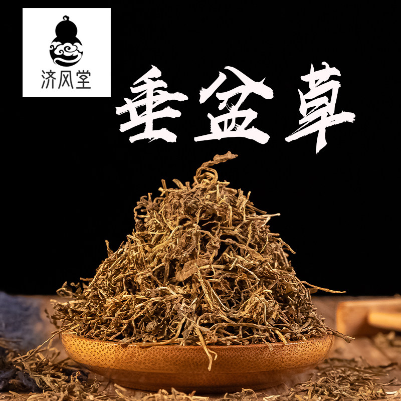济风堂 垂盆草 盆草垂盘草中草