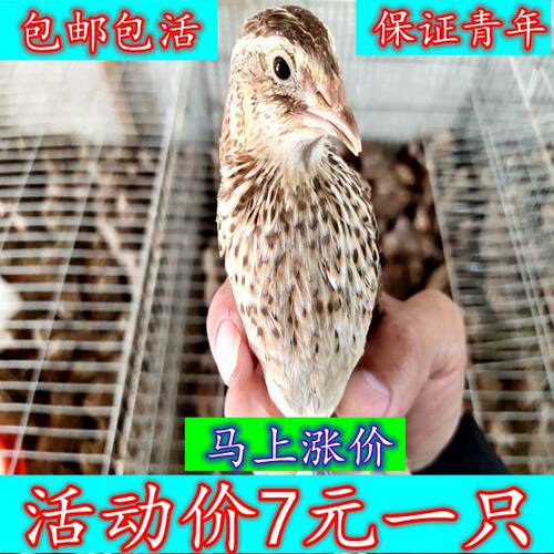 诱饵鸟青年鹌鹑7元1只包邮养殖场直发下蛋鹌鹑鸟活体宠物手玩特价 - 封面
