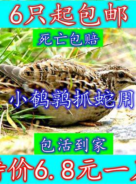 特价元一包邮养殖场直发鹌鹑鸟