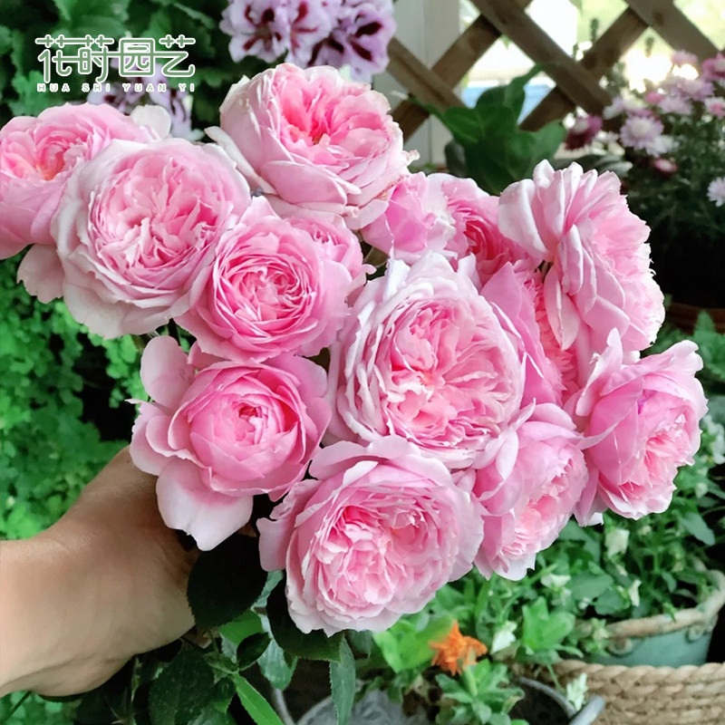 花莳园艺【铃之妖精】月季阳台露台微型丰花月季抗病粉色浓香花卉