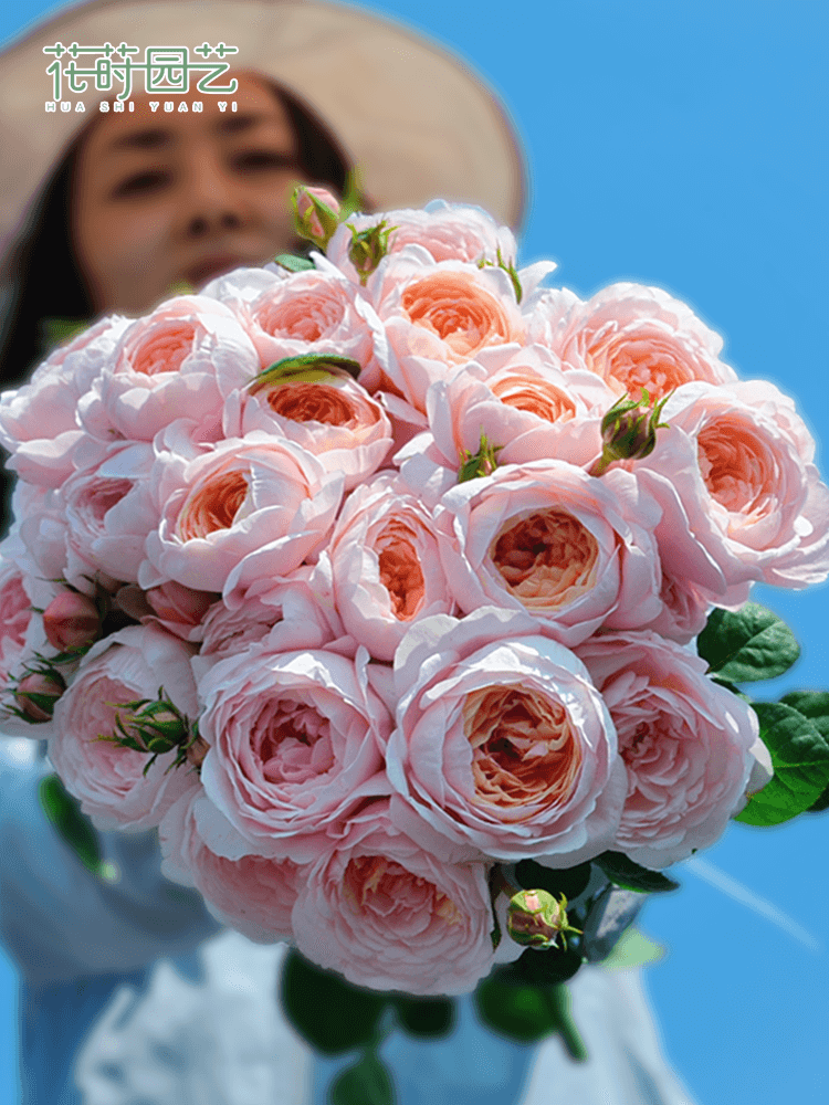 花莳园艺 2加扦插特拉朱丽叶安布蓝雨真宙盆栽莫奈玫瑰珊瑚果冻