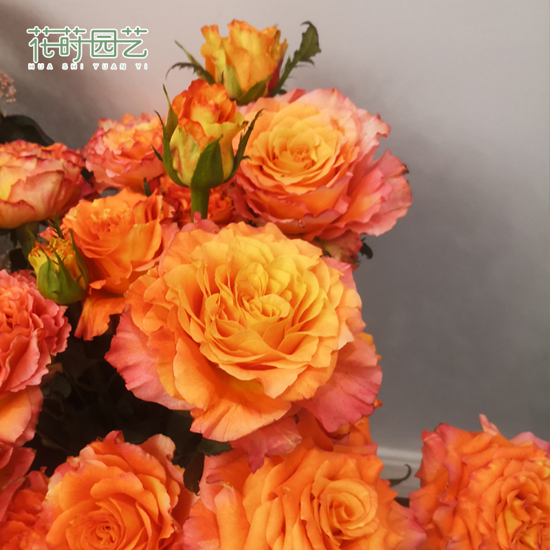 Flower dill gardening 1 Jiagen Chinese rose Blue Sky Seedlings Jenny Morrow balcony Bush Potted plant Aisha Cutin the Flower delivery/Flowers simulation/Plants gardening , Flowers/Potted plants (New) , 月季/蔷薇/玫瑰 category - from Buy2taobao.com to provide professional Taobao agent buy service