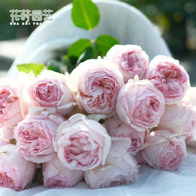 花莳园艺【伊芙系列】2加根接伯爵婚礼之路乙女浓香伊芙大花月季