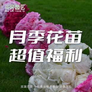 月季 包邮 绣球大苗福利 非偏 不售后超值特惠 专属链接 花莳园艺