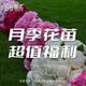 包邮 花莳园艺 不售后超值特惠 专属链接 非偏 月季 绣球大苗福利