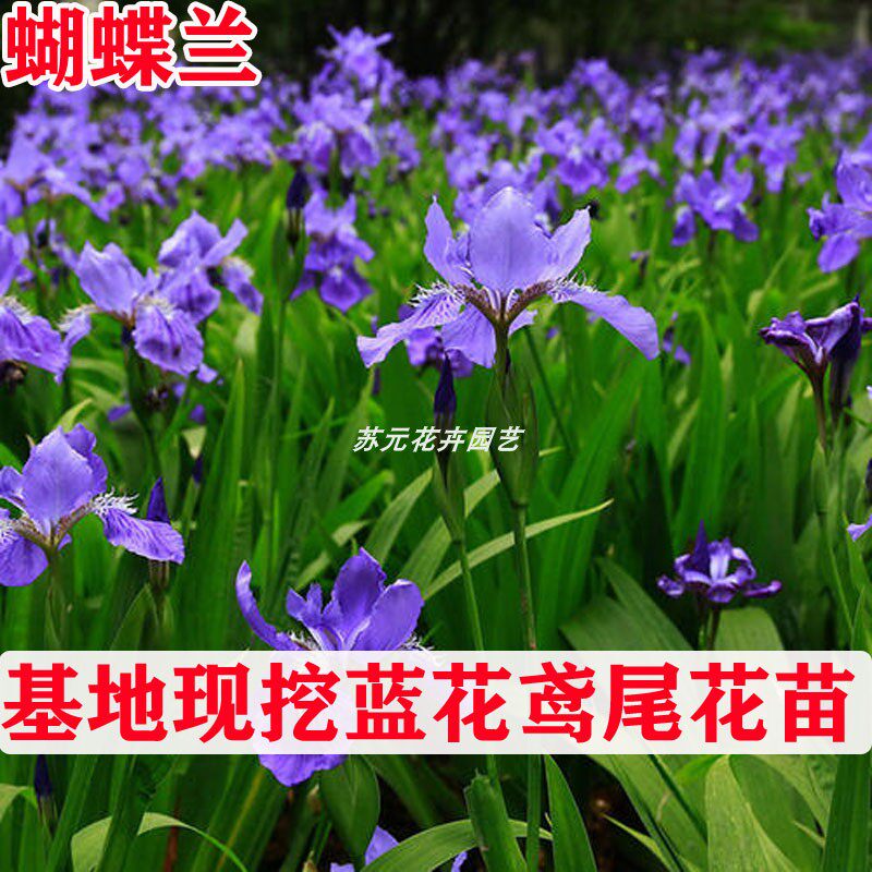 鸢尾花苗盆栽蝴蝶兰德国鸢尾苗 兰花鸢尾苗 白花鸢尾苗 马兰花苗
