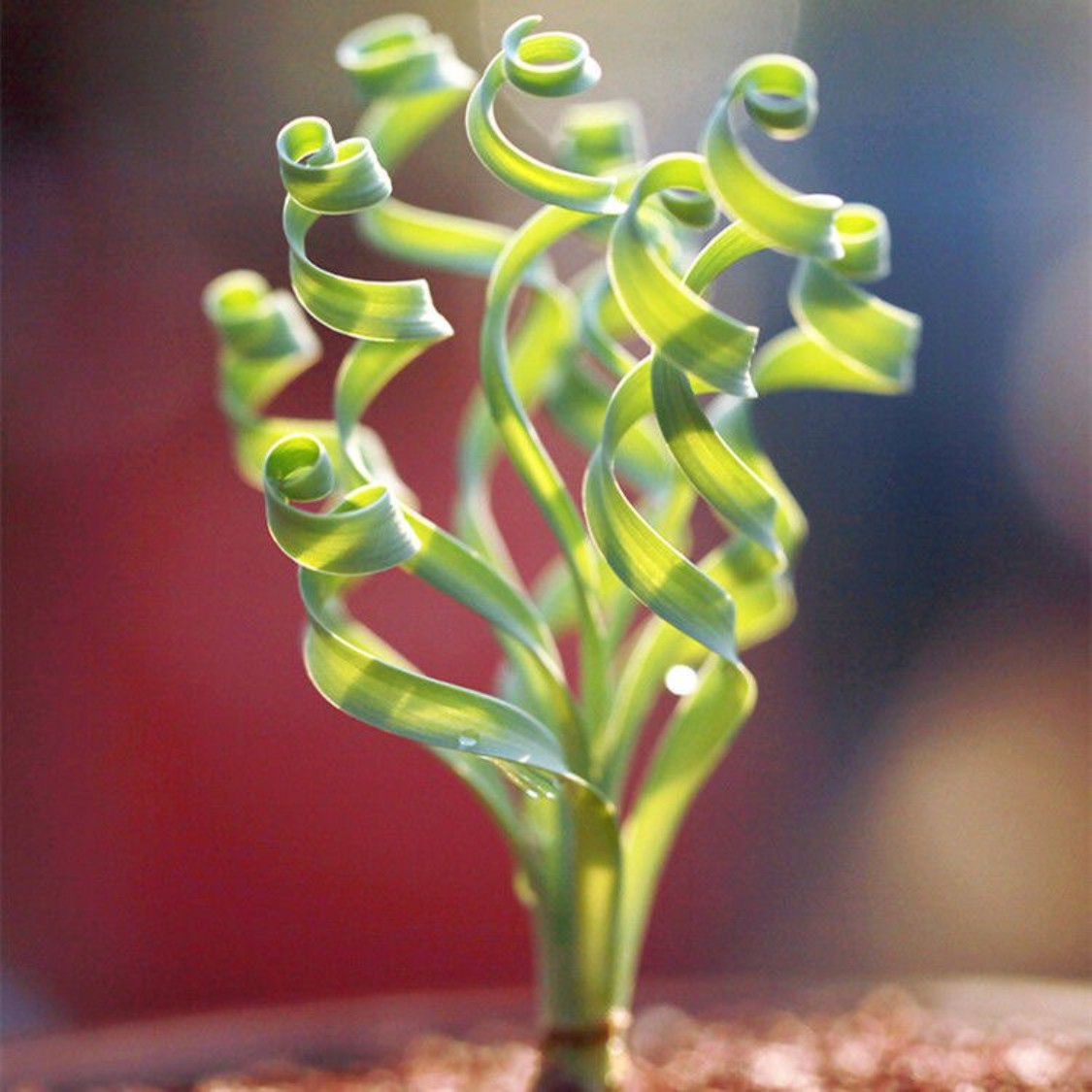 弹簧草多肉植物 宽弹 办公室肉桌面绿植