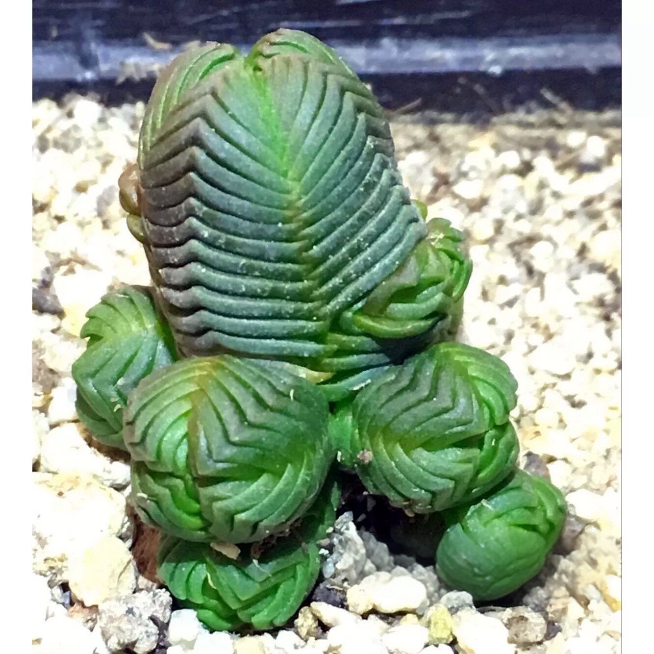 多肉植物【方塔 达摩绿塔】丽人青锁龙科玉椿 花椿块根玉稚儿银蚕图片