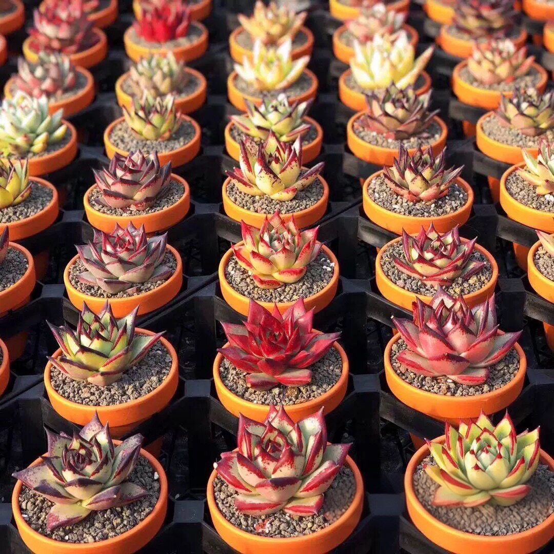 红骑士乌木组合多肉植物冬云系列黑檀汁库苏血罗口红黄皮乌木红檀