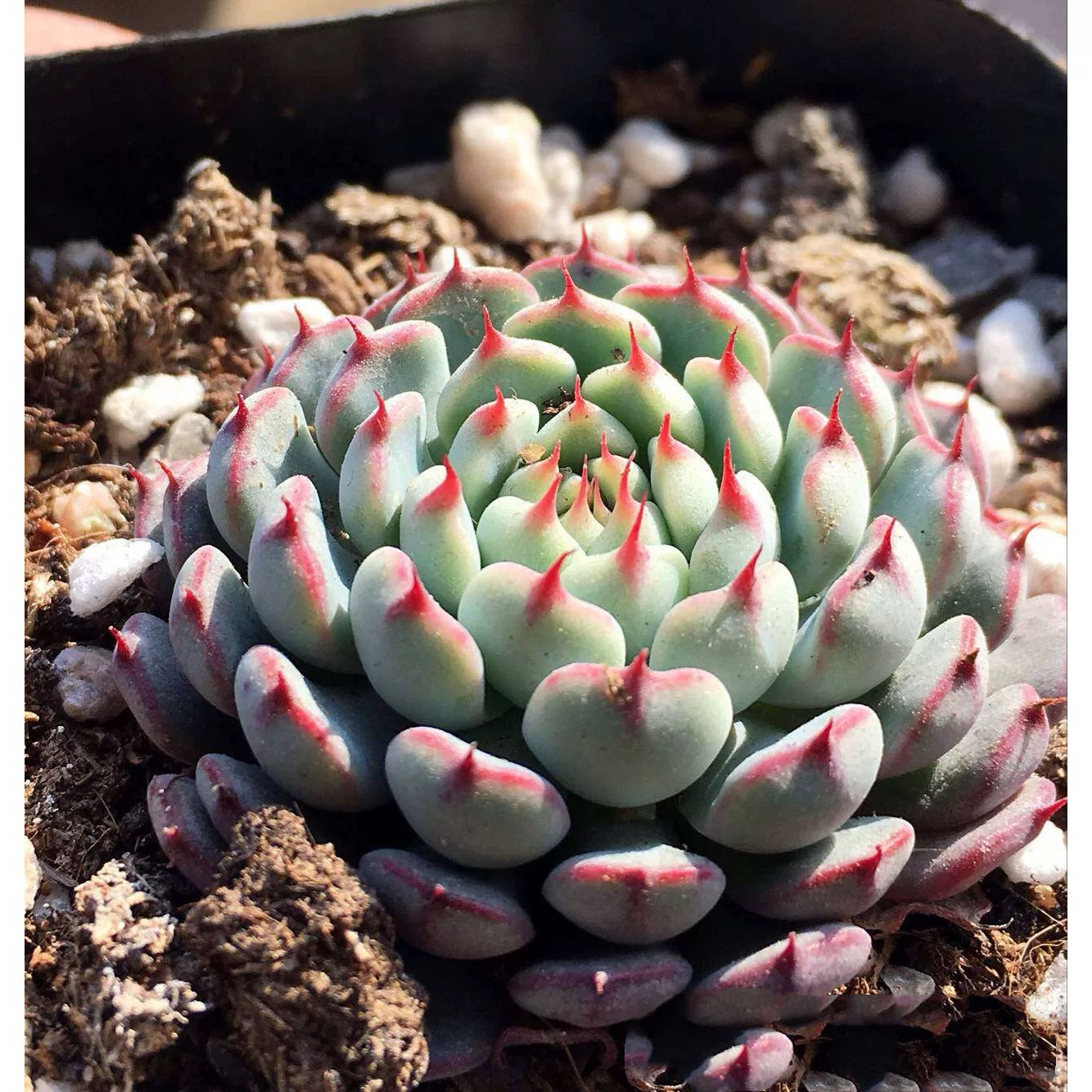 多肉植物苯巴熊童子老版小红衣火祭群红宝石蓝豆多肉组合盆栽绿植