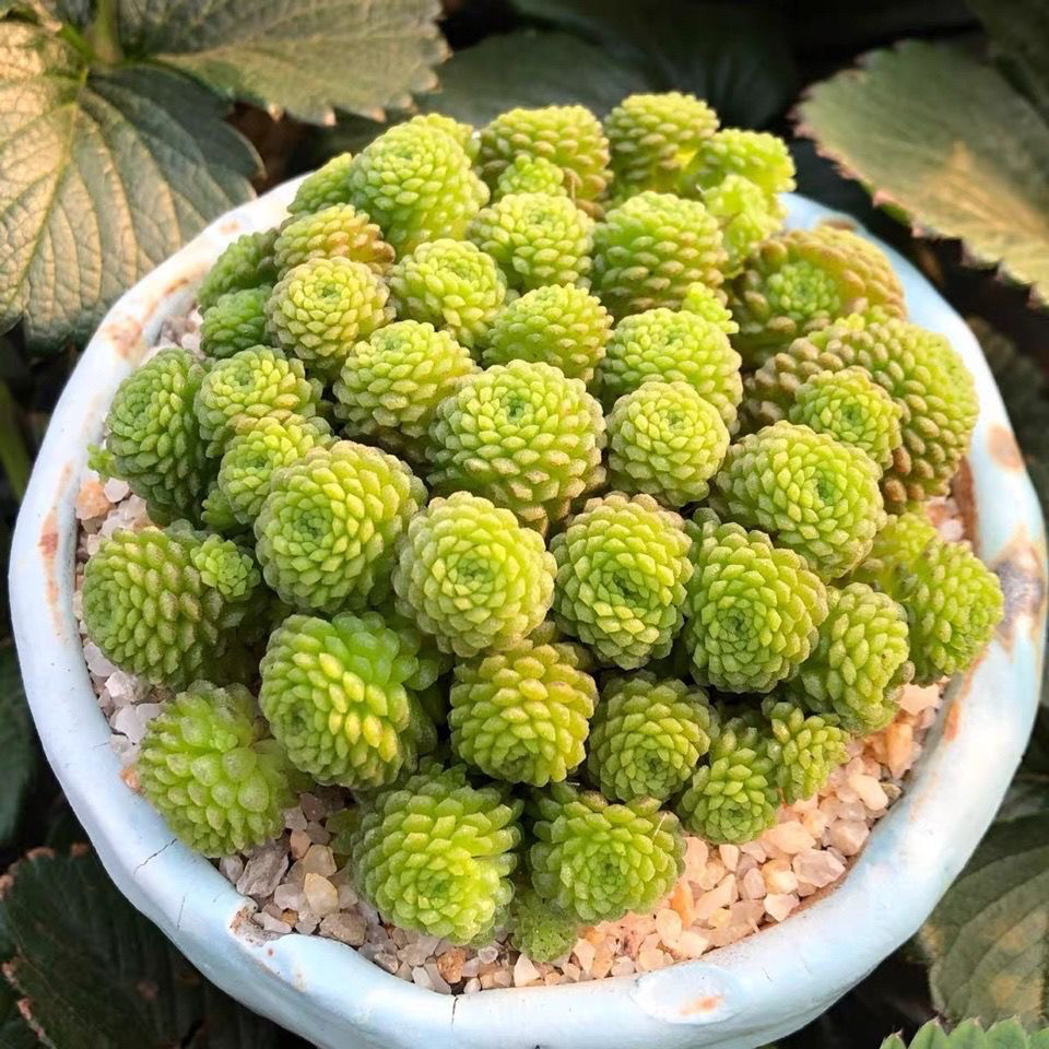 多肉植物瑞典魔男魔南伏地魔多头多肉植物