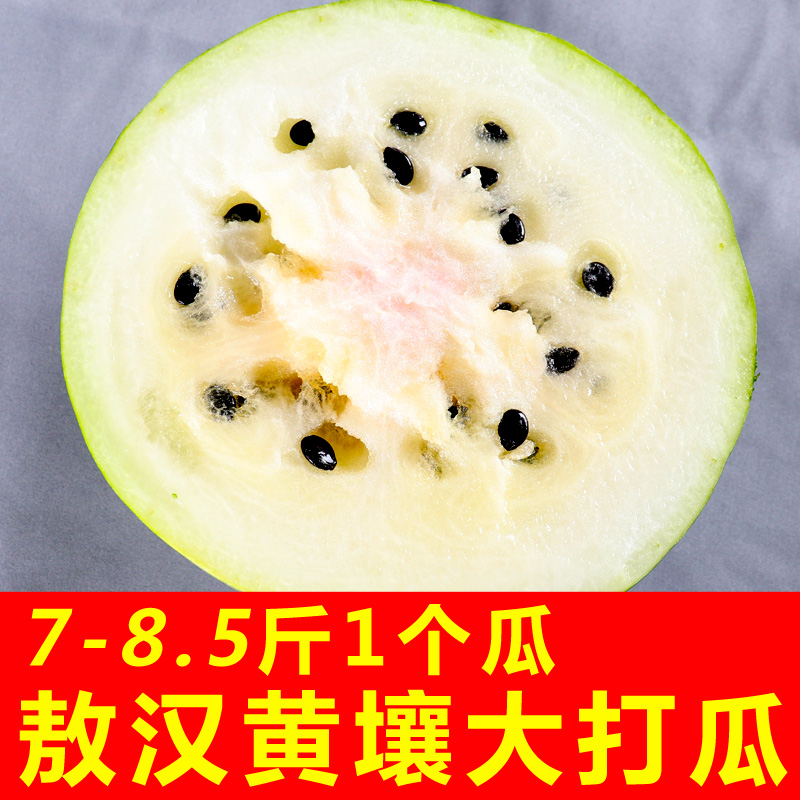 敖汉打瓜黄壤大打瓜一个7斤内蒙古赤峰包邮沙地打瓜水果特产
