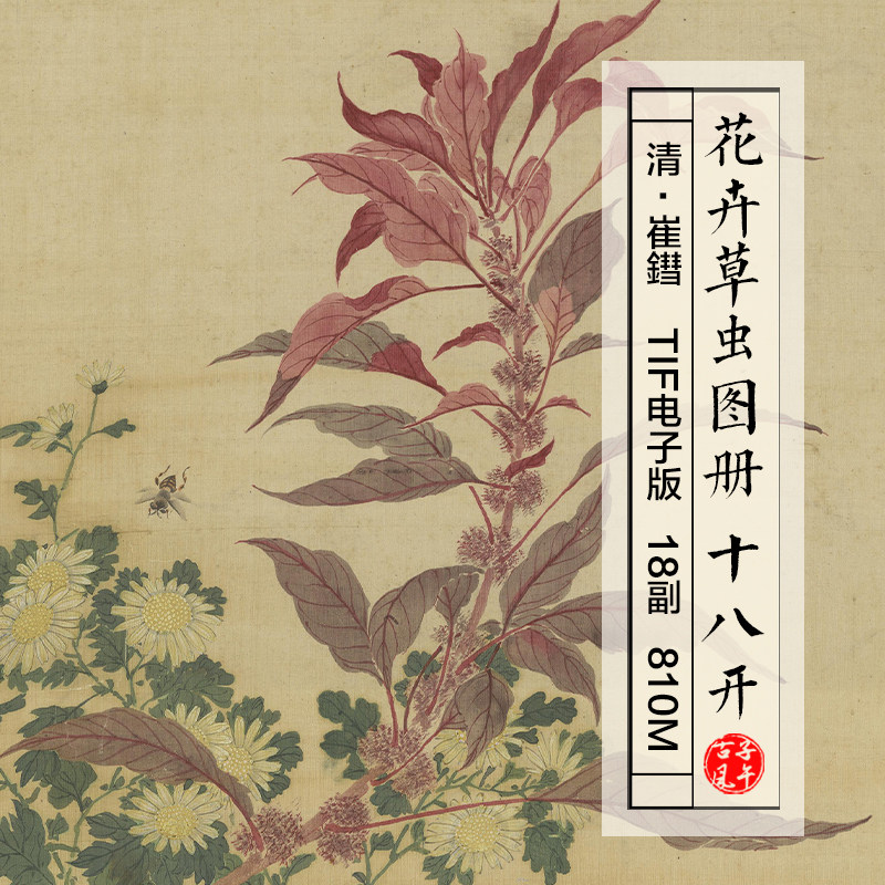 崔鏏花卉草虫图册18副清朝古代传统工笔绘画高清电子版大图片素材