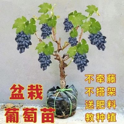 萄葡树苗葡萄树苗客厅盆栽矮化地栽不爬藤南北方当年结果水果树苗