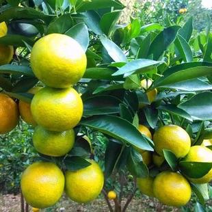 早熟皇帝柑苗正宗广东德庆肇庆贡柑橘贡橘子果树苗当年结果常绿