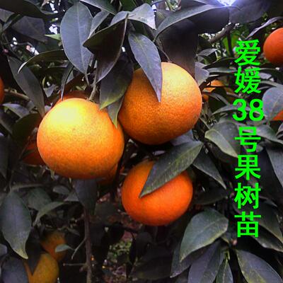 象山红美人柑橘苗早熟桔子树苗