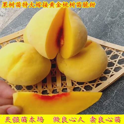 嫁接桃树果苗5号黄桃树苗