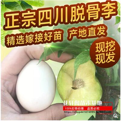 青脆李嫁接青脆李子树苗高产
