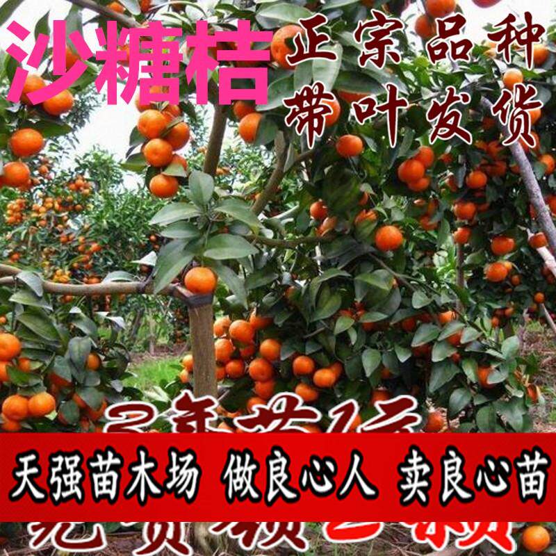 正宗无籽砂糖橘沙塘桔子树苗盆栽地栽当年结果嫁接四季果树南北方