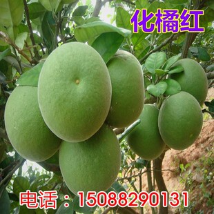 正毛化橘红苗 化州橘红果苗 化州药用特产 桔红树苗 橘红嫁接苗结