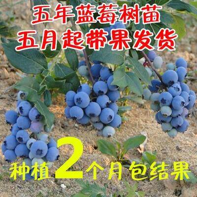 蓝莓苗蓝莓树苗蓝丰薄雾兔眼盆栽