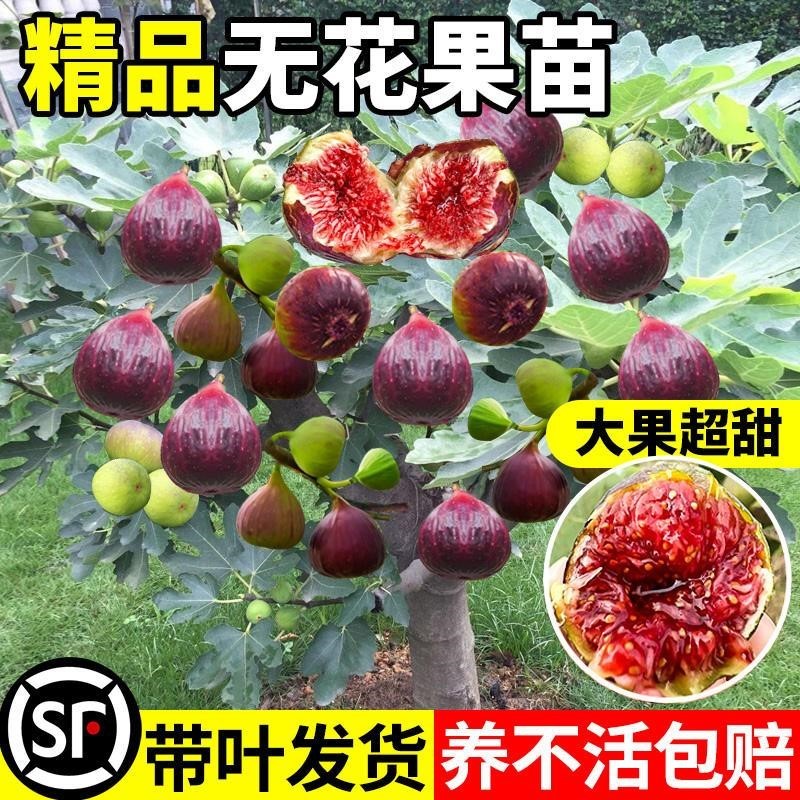 无花果树果苗特大果带果盆栽水果树苗波姬红波尔多南北方四季种植